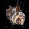 >Mist Bat Catch Net